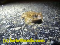 /home//u458753944/public_html/sourcegallery//Roxborough Toad Detour/2013-2019/2014/2014-04-07/P1140933.JPG